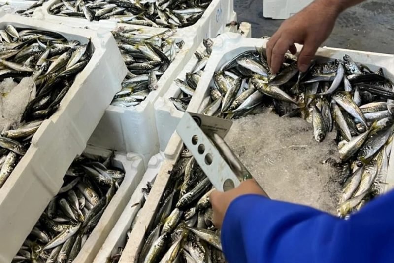 İzmir'de Balık Halinde Su Ürünleri Denetimi: 241 Kilogram Ürüne El Konuldu