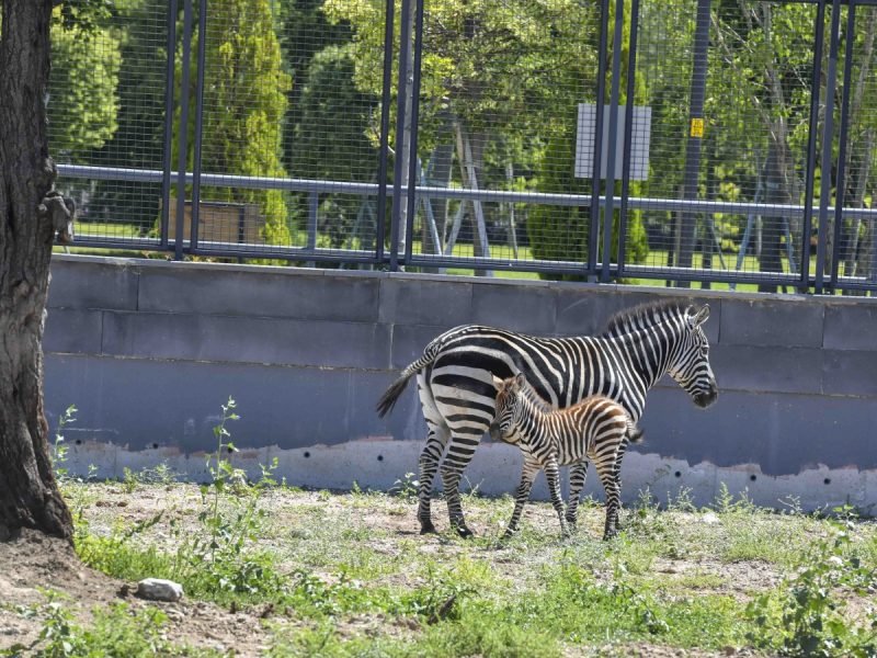 Ankara'da Yavru Zebra Doğdu, İsmine Başkentliler Karar Verecek