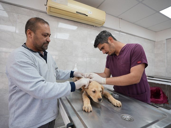 Denizli Belediyesi Sokak Hayvanları İçin Kapsamlı Rehabilitasyon ve Destek Hizmetleri Sunuyor