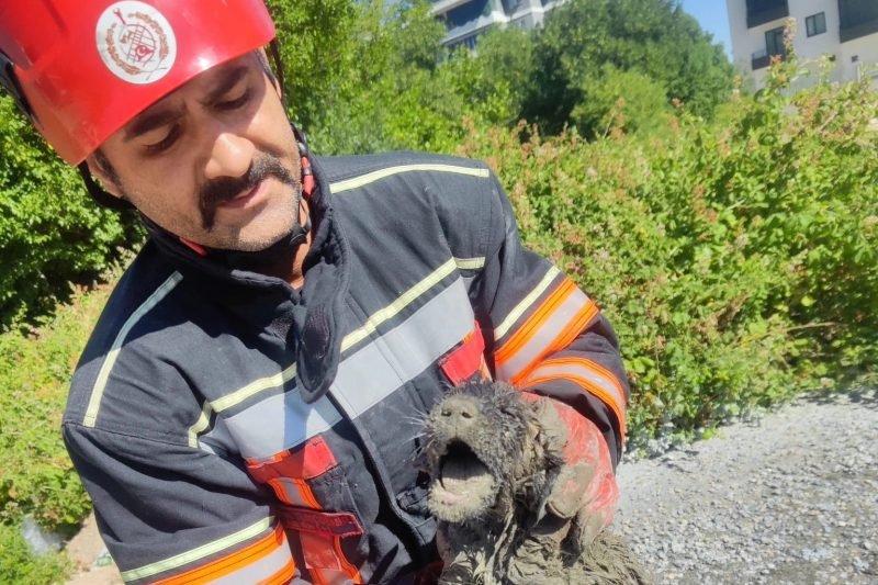 Malatya'da Beton Mikserinden Boşaltılan Betona Sıkışan Köpek İtfaiye Ekiplerince Kurtarıldı