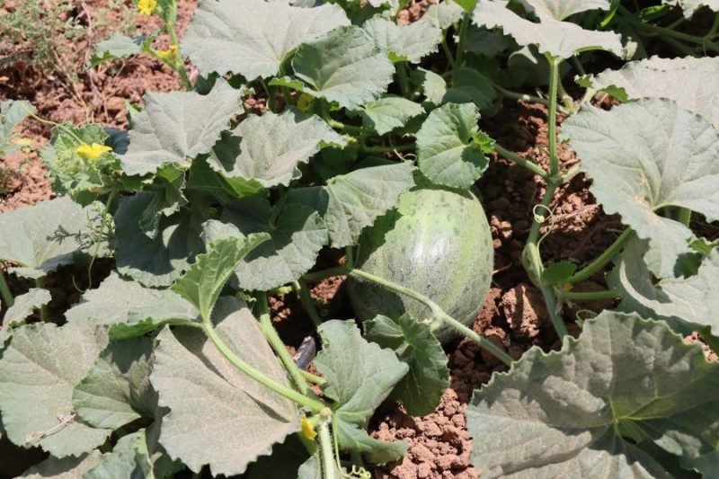 Şanlıurfa'da Ata Tohumları Korunuyor, Çiftçiye Ücretsiz Dağıtılıyor