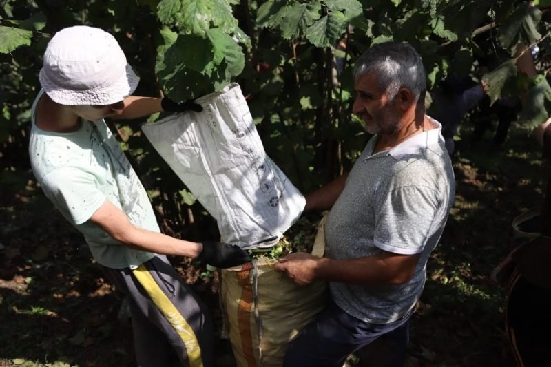 Ordu’da fındık hasadı için işçi başvuruları sürüyor